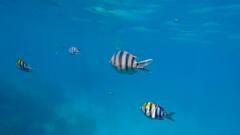 Abudefduf sexfasciatus