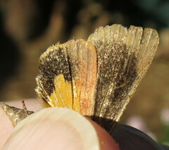 Noctua janthina