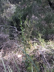 Senecio glastifolius