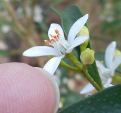 Philotheca myoporoides