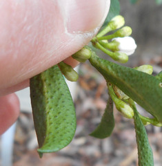 Philotheca myoporoides