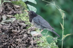 Turdus cardis