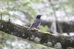 Turdus cardis