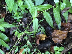 Stellaria monosperma