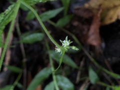Stellaria monosperma