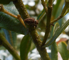 Opisthoncus serratofasciatus
