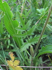 Pastinaca armena