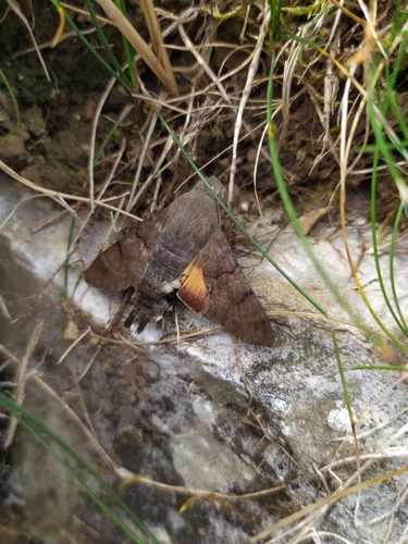 Eurasian Hummingbird Hawkmoth