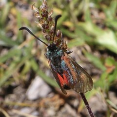 Zygaena nevadensis