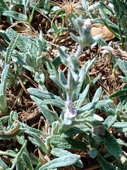 Stachys cretica
