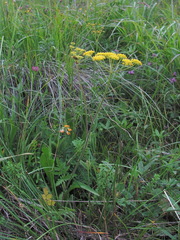 Pastinaca armena
