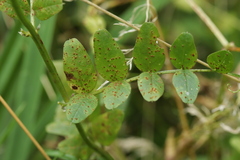 Uromyces viciae-fabae
