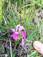 Pedicularis pyrenaica