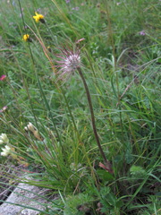 Pulsatilla violacea