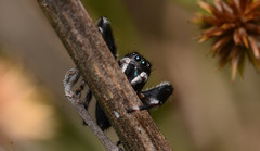Phidippus clarus