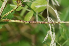 Uromyces viciae-fabae