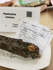 Hapalopilus rutilans image