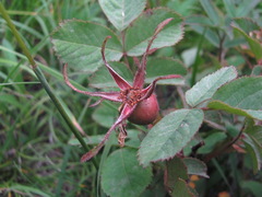 Rosa pubicaulis