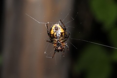 Araneus ejusmodi