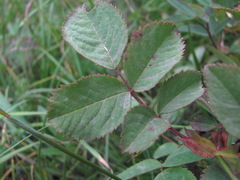 Rosa pubicaulis