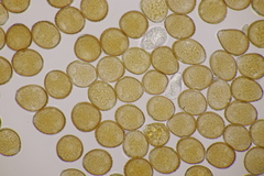 Uromyces viciae-fabae