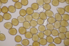 Uromyces viciae-fabae