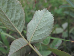 Rosa pubicaulis