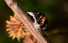 Phidippus clarus