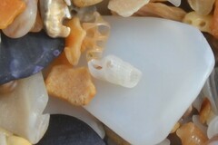 Turbonilla lactea