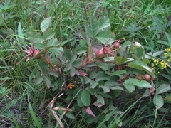Rosa pubicaulis