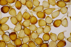 Uromyces viciae-fabae