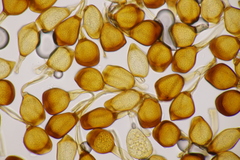 Uromyces viciae-fabae