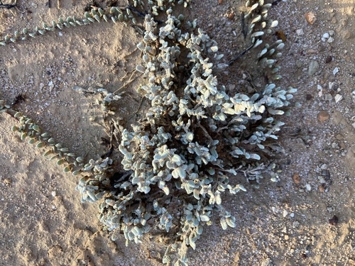 Image of Wilsonia humilis by (c) Thomas Mesaglio, some rights reserved (CC BY)