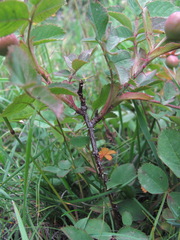 Rosa pubicaulis