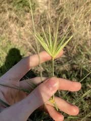 Spinifex longifolius