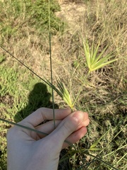 Spinifex longifolius