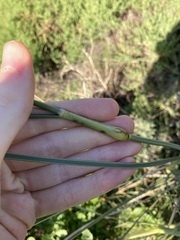 Spinifex longifolius