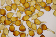 Uromyces viciae-fabae