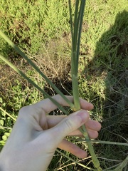 Spinifex longifolius