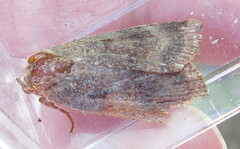 Noctua janthina