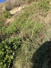 Spinifex longifolius