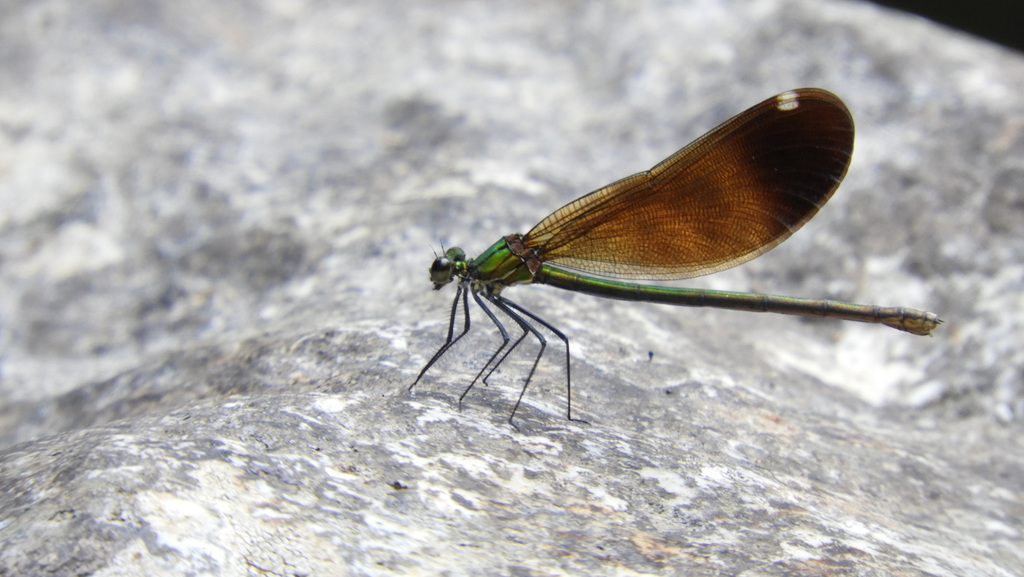 Copper Demoiselle