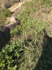 Spinifex longifolius