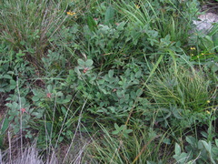 Rosa pubicaulis