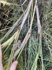 Spinifex longifolius