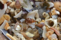 Cingula trifasciata