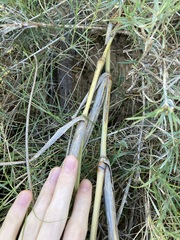 Spinifex longifolius