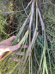 Spinifex longifolius
