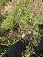 Spinifex longifolius