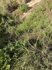 Spinifex longifolius